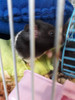 Casita Para Hamster Y Pequeñas Mascotas 2