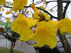 Lapacho Amarillo,  Handroanthus Pulcherrimus 2 Lapacho Amarillo,  Handroanthus Pulcherrimus 2