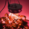 150w Cree Cob Led Crece La Luz Espectro Completo Ovni Planta 5