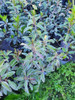 Viburnum  Dulce  ( Viburnum Odoratissimun) 4