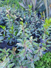 Viburnum  Dulce  ( Viburnum Odoratissimun) 6