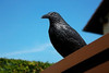 Cuervo Plastico Ahuyenta Espanta Palomas Raven Negro X 10un 5