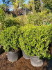Buxus Bocha Sempervirens En 10 Litros, Arbusto Para Topiario 0