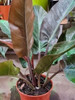 Filodendros  Back.- (philodendron) 2