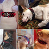 Collar De Perro Con Tachuelas Puntiagudas Afiladas Beirui - 3