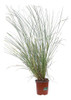 Miscanthus Sinensis 'cabaret', Gramínea Ornamental ! 0