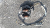 Encendido De Honda Cg 125 Funcionando Perfecto 1
