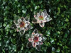 Flor De Loto Cristal Chica 1