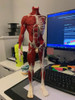Maqueta Esqueleto Humano Jmc 3d 30cm 2