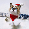 Fast And Good Cat Santa Christmas Hat Muffler Elk Antler Ren 3 Fast And Good Cat Santa Christmas Hat Muffler Elk Antler Ren 3