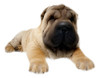 Las Mascotas Dormir Cachorro Perro Gato Refrigeración Frío M 0