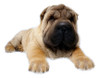Las Mascotas Dormir Cachorro Perro Gato Refrigeración Frío M 1