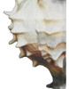 Madison Park, Ocean Seashells Juego De 4 Piezas, Lienzo Enma 6