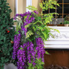 Syhood 12 Piezas Wisteria Artificial Flores 3.6 Pies Wisteri 2