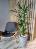 Palmera Raphis Con Maceta Y Decorado !!! 4