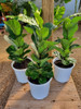 Ficus Lyrata 3