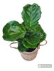 Ficus Lyrata 5