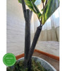 Plantas De Interior Artificiales - Scindapsus 110cm 2