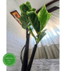 Plantas De Interior Artificiales - Scindapsus 110cm 3