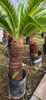 Cycas Espectaculares !!  Varios Tamaños ! Unicas ! 2
