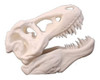 Cabeza T-rex Plastico 3d Cara Dinosaurio Hueso Trex 1