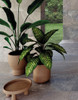 Porcelanato Roca Ardesia Gris Fit 58x117 1ra 1