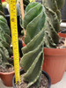 Cactus Espiralado 1