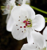 Peral De Flor ( Ornamental) Oriental 3