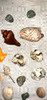 Caracol Marino Lote De 32 Caracoles De Mar, Variados X To2 1