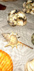 Caracol Marino Lote De 32 Caracoles De Mar, Variados X To2 7