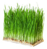Trigo Organico Ideal Para Hacer Germinados 1kg 1