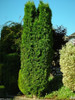 Thuja Occidentalis Fastigiata 2