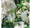 Hortensias Blancas ! ( Hydrangea Paniculata  Candy Apple  ) 3