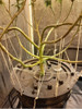 Maceta Hidroponia Dwc Cultivo Balde 10l Hidro Prof 1
