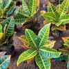 Croton Hib Petra P19 3 Croton Hib Petra P19 3