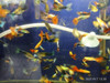 Lebistes Por Pareja Guppys. Acuarios Tropical. Aquariumba 2