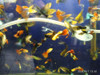 Lebistes Por Pareja Guppys. Acuarios Tropical. Aquariumba 4