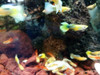 Lebistes Por Pareja Guppys. Acuarios Tropical. Aquariumba 7