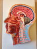 Modelo Didactico Seccion Media De Cabeza Humana Anatomia 5