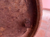 Antiguo Tanque De Hierro 6