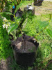 Hermosas Plantas De Jazmín. 1