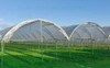 Nylon Invernaculo Térmico Y Con Filtro Uv 15 Mt X 4.20m 1 Nylon Invernaculo Térmico Y Con Filtro Uv 15 Mt X 4.20m 1