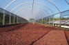 Nylon Invernaculo Térmico Y Con Filtro Uv 15 Mt X 4.20m 2 Nylon Invernaculo Térmico Y Con Filtro Uv 15 Mt X 4.20m 2