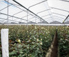 Nylon Invernaculo Térmico Y Con Filtro Uv 15 Mt X 4.20m 3 Nylon Invernaculo Térmico Y Con Filtro Uv 15 Mt X 4.20m 3