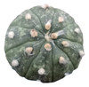 Astrophytum Asteria - [injetado] 3