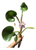 Combo De Plantas Nativas Acuáticas Para Estanques 0 Combo De Plantas Nativas Acuáticas Para Estanques 0