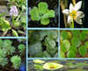 Combo De Plantas Nativas Acuáticas Para Estanques 1 Combo De Plantas Nativas Acuáticas Para Estanques 1