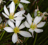 Combo De Plantas Nativas Acuáticas Para Estanques 3 Combo De Plantas Nativas Acuáticas Para Estanques 3