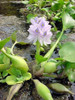 Combo De Plantas Nativas Acuáticas Para Estanques 4 Combo De Plantas Nativas Acuáticas Para Estanques 4