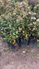 Laurentino Cerco Vivo Envío Variedad D Tamaños Huella Jardin 2